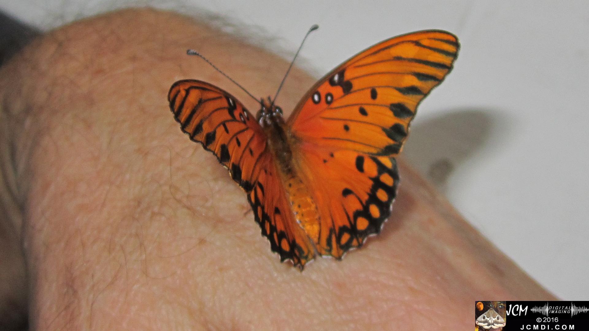 20160919 780 Gulf Fritillary Butterfly Adult on hand.jpg
